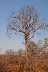 Fototapeta na wymiar The African landscape. Zimbabwe.
