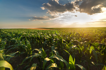 field with ripe corn
