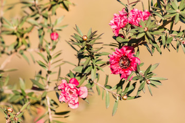 detail of isolated pink manuka tree flowers 