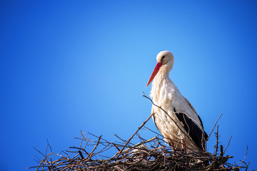 White stork in the nest. Storks against the blue sky.