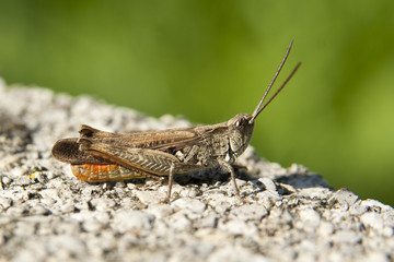 świerszcz, pasikonik, cała, postać, bokeh,ziełeń, owad, czułki, żwir, trawa