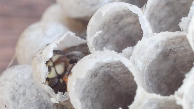 young wasp crawling out of its cell