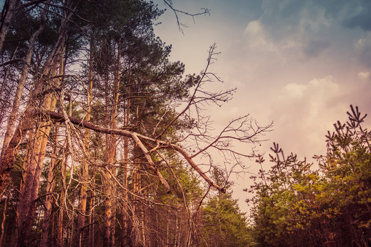 Fototapeta Little Spruce Trees Retro