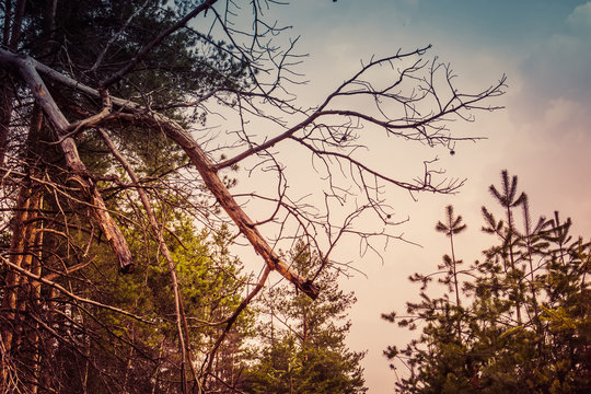 Fototapeta Little Spruce Trees Retro