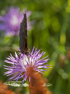 motyl