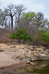 The African landscape. Zimbabwe.