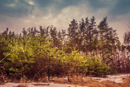 Fototapeta Little Spruce Trees Retro