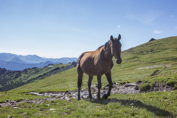 Horse grazing in the highland. Altai mountains
