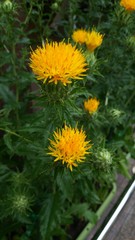 ベニバナの花(宮城県)