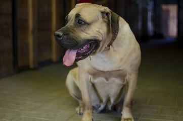The Boerboel. South African Mastiff,  large, Molosser-type breed