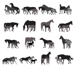 Groups of isolated horses and foals silhouettes