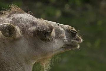 Fototapeten Kamel mit vielen Fliegen in der Nase. © photoPepp