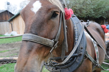 Horse head - close up