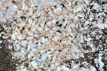 Muscheln in der Ostsee