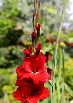 Head of  gladiousi flower in summer garden