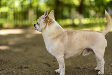 Chihuahua on the street