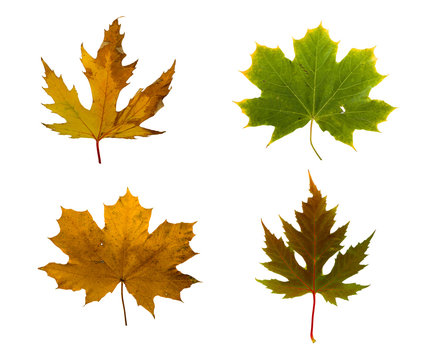 Set the autumn maple branch with leaves isolated