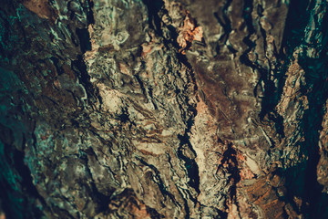 Tree Bark Macro Retro