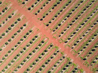 Agriculture at Childers Queensland