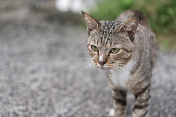 Cat walking in selective focus.