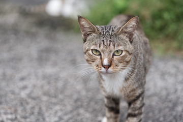 Naklejka premium Cat walking in selective focus.