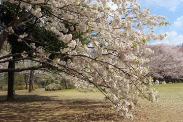 低い位置で咲く桜の花