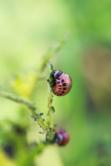 fatty red larva Colorado potato beetle sits and eats potato leaves