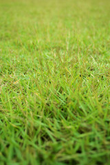 close up Grass texture background
