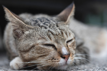 Cat sleeping in selective focus.