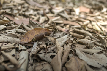 dry leaves texture on ground
