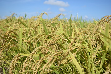 収穫前の稲穂