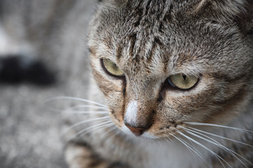 Close up a cat face.