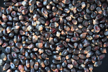 Grains de maïs noir