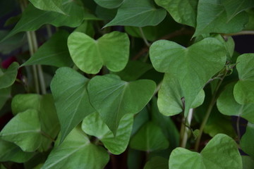 Feuilles de patate douce