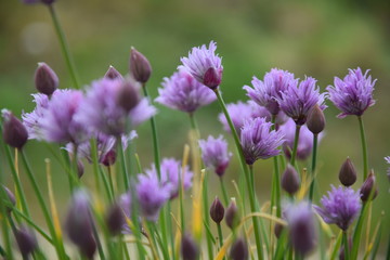 Ciboulette en fleur