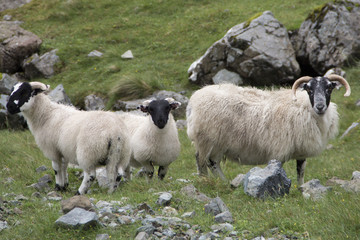 Obraz premium Three sheep in Scotland highlands