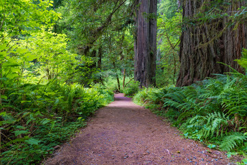 Trail in Redwood National and State Parks