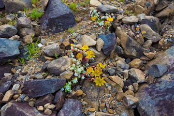 Wildflowers on DeMartin Beach
