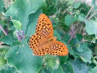 Oranger Schmetterling
