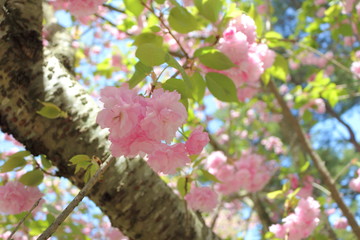 桜の花