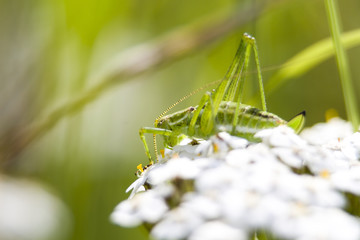 grasshopper