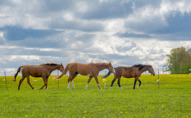 Three bay horses walking along a green meadow against a blue cloudy sky