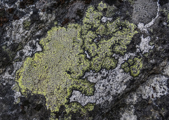 Beautiful lichen pattern on a gray stone. Close up.