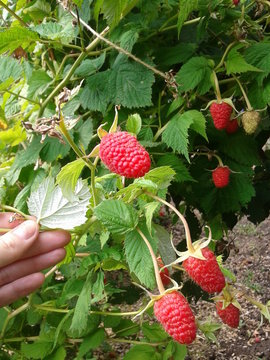 beautiful ripe raspberries on a branch