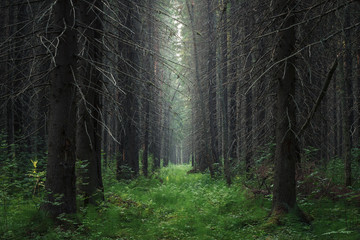 moody coniferous forest close up