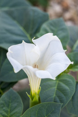 White flower