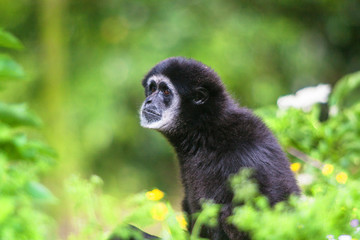 Singe gibbon à mains blanches - Hylobates lar