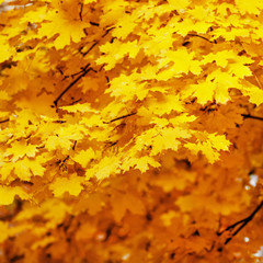 Naklejka na ściany i meble Autumn landscape, orange maple leaves, square image, selective focus