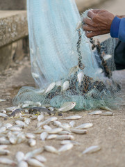Old Fishermen clearing fisherman net , a lot of small fish