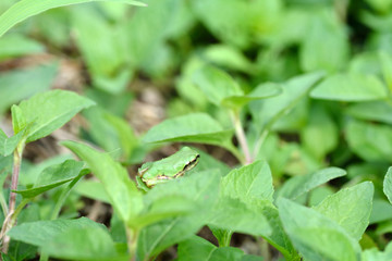 Japanese tree frog - Hyla japonica - is on the leaf in Fukuoka city, JAPAN. It is in July.